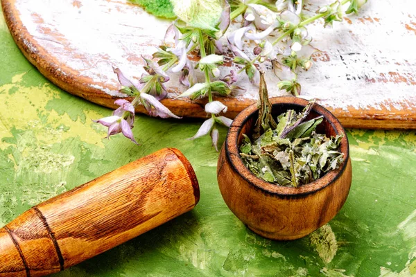 Hojas frescas de salvia —  Fotos de Stock