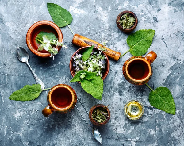 Färska blad av salvia — Stockfoto