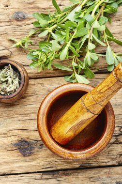 Portulaca oleracea yaprakları