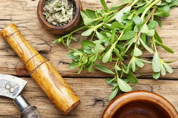 Porcellana pianta medicinale — Foto Stock