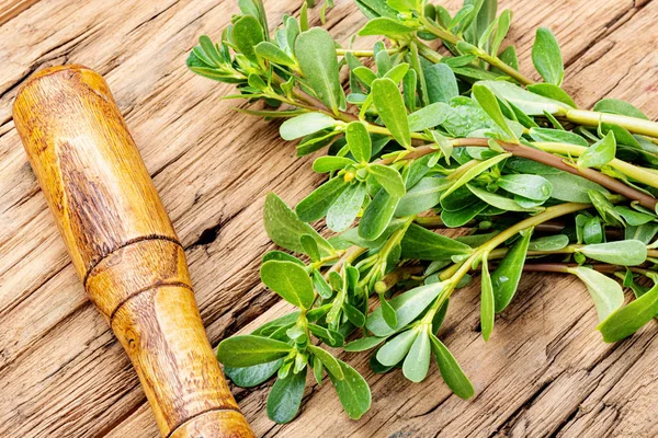 Portulaca oleracea yaprakları