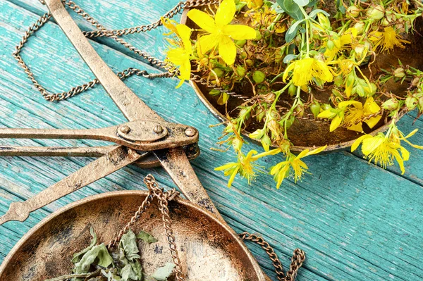 Carne flores amarillas Hypericum — Foto de Stock