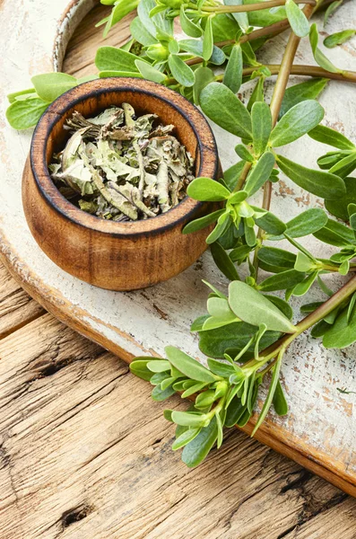 Purslane medicinalväxt — Stockfoto