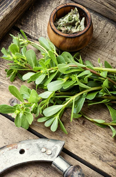 Porcellana pianta medicinale — Foto Stock