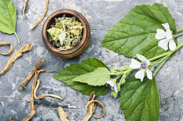 Planta medicinal althaea —  Fotos de Stock