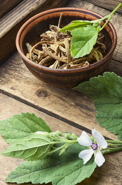 Şifalı bitki Althaea