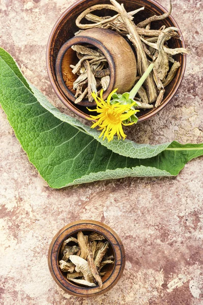 Planta curativa inula —  Fotos de Stock