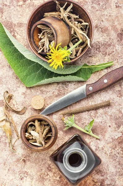 Planta curativa inula —  Fotos de Stock