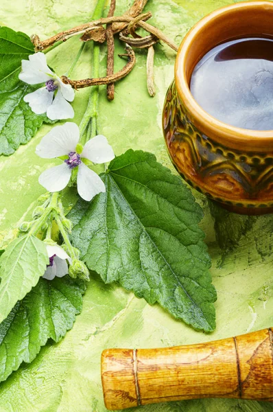 Althaea Herbal Tea — Stock Photo, Image
