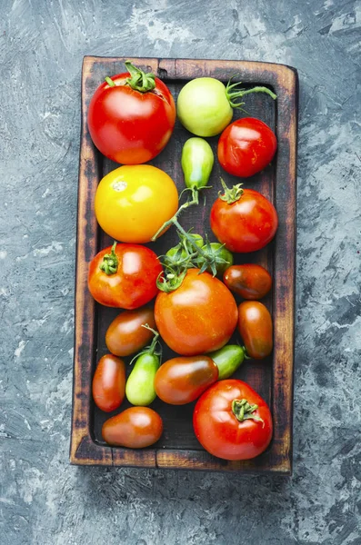Summer harvest tomato — Stock Photo, Image
