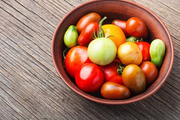 Sommar skörd tomat — Stockfoto