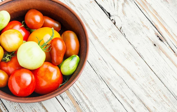 Skörda färsk tomat — Stockfoto