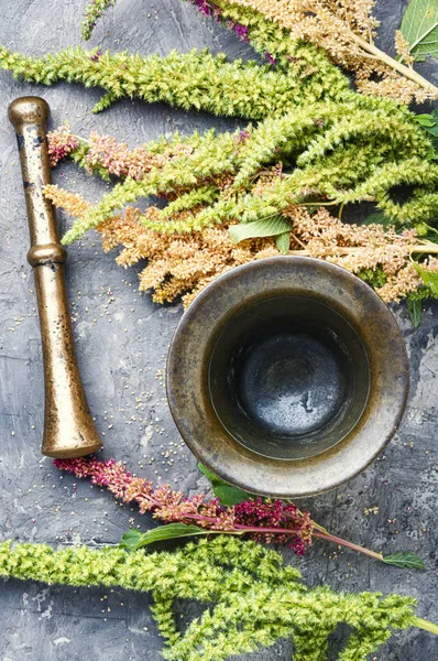 Amaranto y hierbas medicinales — Foto de Stock