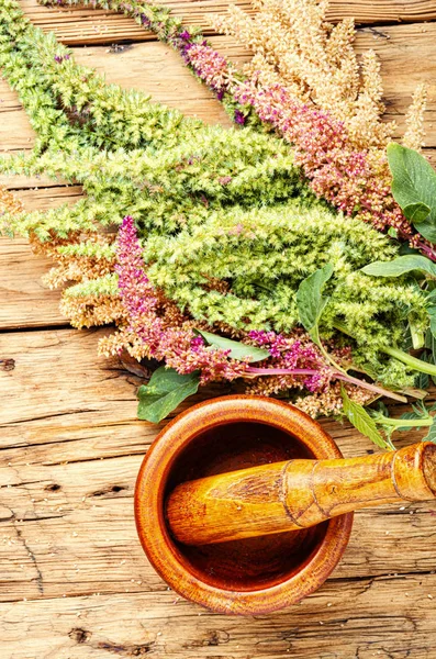 Amaranth ve bitkisel ilaç — Stok fotoğraf