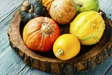 Set sonbahar kabaklar