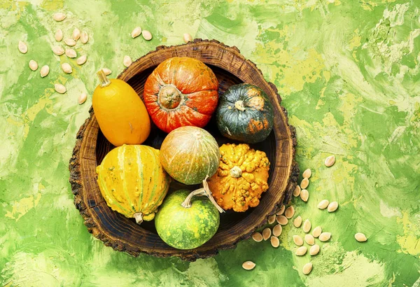 Assortment of autumn pumpkins — Stock Photo, Image