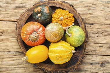 Set sonbahar kabaklar
