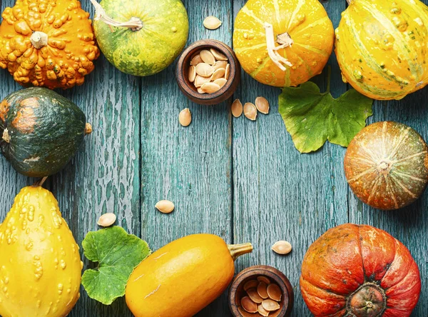 Assortimento di zucche di autunno — Foto Stock