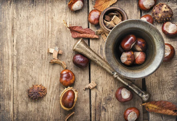 Chestnut in herbal medicine — Stock Photo, Image