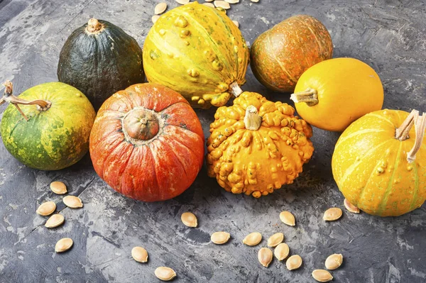 Set de calabazas de otoño —  Fotos de Stock