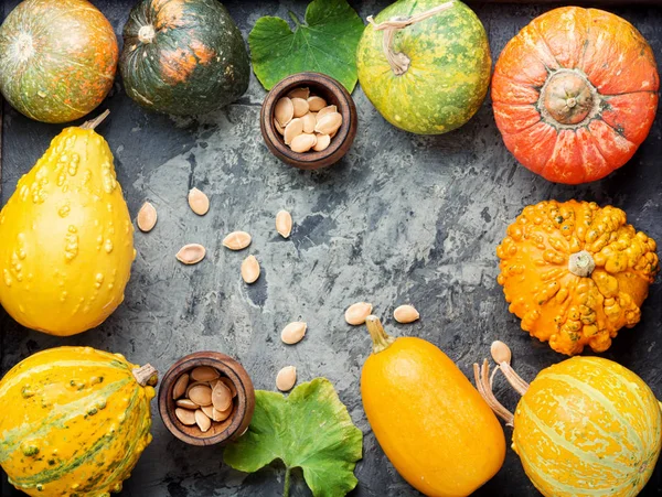 Assortiment van najaar pompoenen — Stockfoto