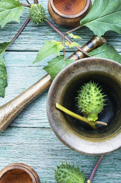 Datura in herbal medicine — Stock Photo, Image