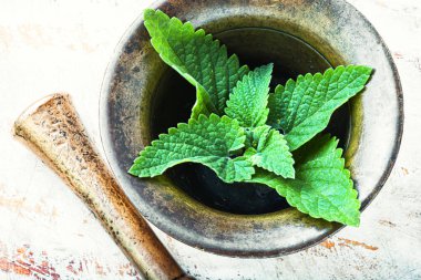 Melissa yaprağı veya limon merhemi