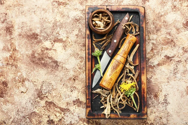Planta medicinal elecampane o inula —  Fotos de Stock