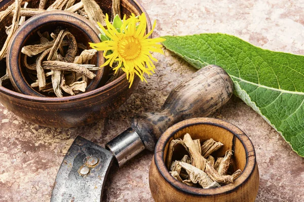 Elecampane or inula — Stock Photo, Image