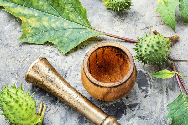 Датура в фитомедицине
