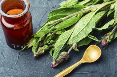 Bitkisel ilaçlarda adaçayı yaprakları veya salvia.