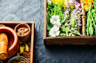 Taze ilaç, şifalı bitkiler. Alternatif ilaç. Bitkisel ilaç ve homeopati.