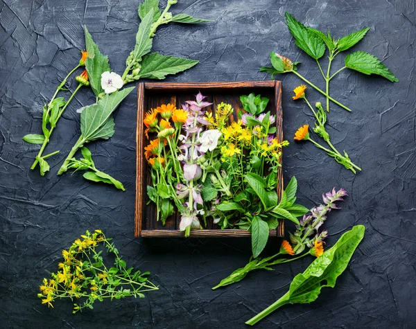 Verse Geneeskrachtige Genezende Kruiden Alternatieve Geneeskunde Kruiden Natuurlijke Kruidengeneeskunde — Stockfoto