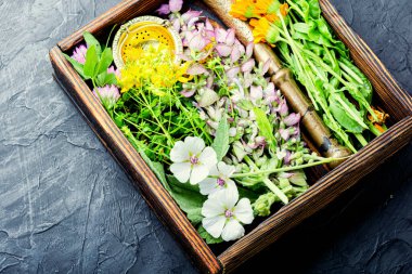 Taze ilaç, şifalı bitkiler. Alternatif ilaç. Bitkisel ilaç ve homeopati.