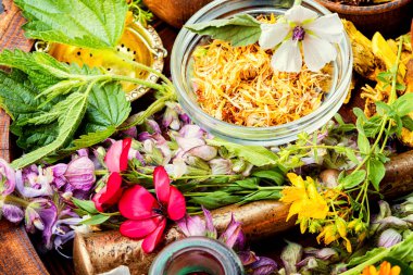 Taze ilaç, şifalı bitkiler. Alternatif ilaç. Bitkisel ilaç ve homeopati.