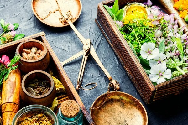 Färska Medicinska Läkande Örter Alternativ Medicin Herbal Natural Naturläkemedel — Stockfoto