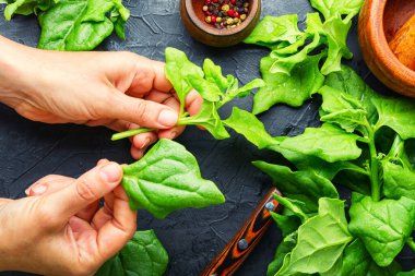 Taze yeşil bebek ıspanak yaprakları ellerinde