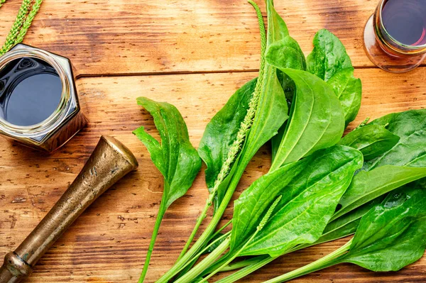 Tintura Medicinale Estratti Della Piantaggine Erbe Mediche Nella Medicina Erboristica — Foto Stock