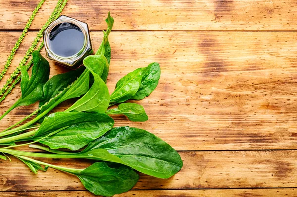 Läkemedel Tinktur Eller Groblad Extrakt Medicinska Örter Växtbaserade Medicin Plantago — Stockfoto