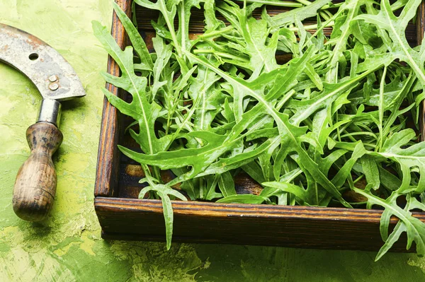木箱中的绿色新鲜红景菜或牛油果叶 火箭沙拉 — 图库照片