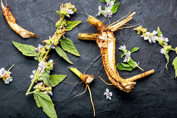 Althaea Wurzel Oder Rhizom Und Heiltinktur Heilkräuter Und Pflanzen — Stockfoto