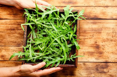 Yeşil roka ya da roka yaprağı ahşap kutuda. Roket salatası.