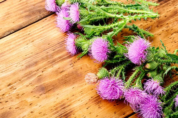 Thistle Silybum Folk Herbal Medicine Healing Wild Herbs — Stock Photo, Image
