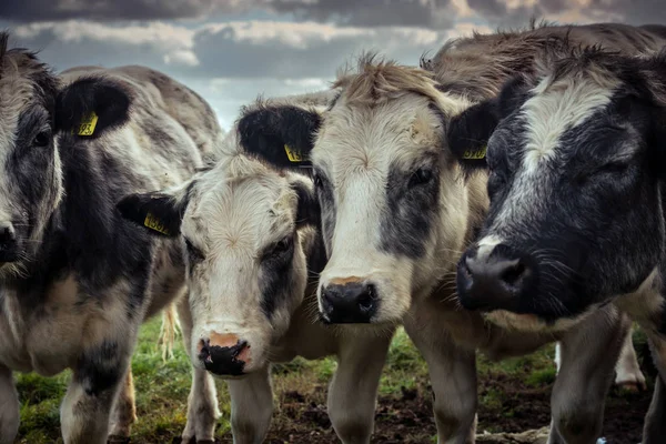 Цікаві Корови Згорнулися Холодний Осінній День Голландській Сільській Місцевості — стокове фото