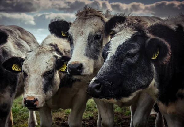 Дружні Корови Згруповані Холодний Осінній День Голландській Сільській Місцевості — стокове фото