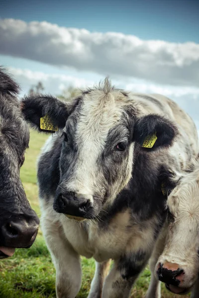 Doordachte Uitziende Grijs Witte Shaggy Koe Staren Lens Van Camera — Stockfoto