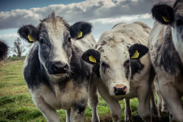Цікаві Корови Витріщаються Єктив Камери Холодний Осінній День Обов Язковій — стокове фото