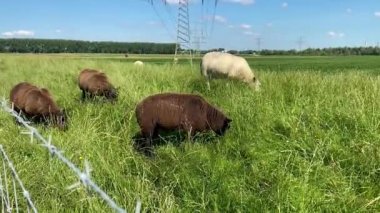 Bir beyaz ve kahverengi koyun sürüsü Hollanda 'daki Biesbosch Milli Parkı' ndaki çitli bir hendekte taze yeşil yaz otları üzerinde otluyor..