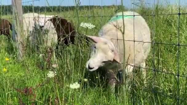 オランダのBiesbosch国立公園の堤防のフェンスで囲まれた牧草地に沿って新鮮な緑の夏の草に白と茶色の羊の放牧の群れ — ストック動画