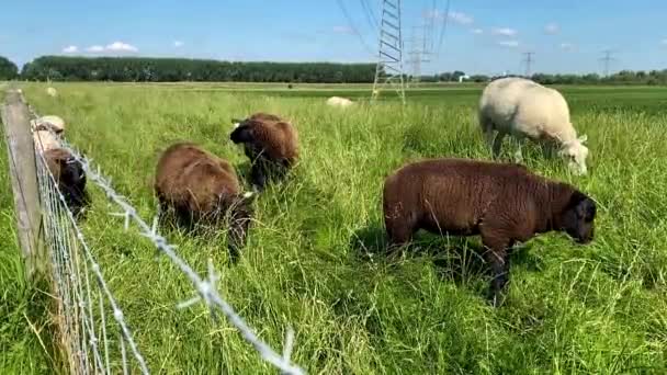Uma Manada Ovelhas Brancas Marrons Pastam Grama Verde Fresca Verão — Vídeo de Stock